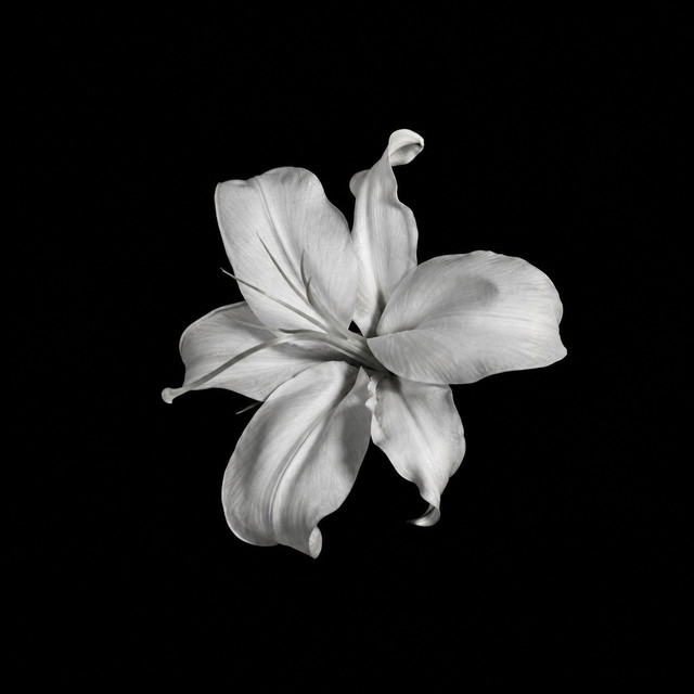 Flores no jardim