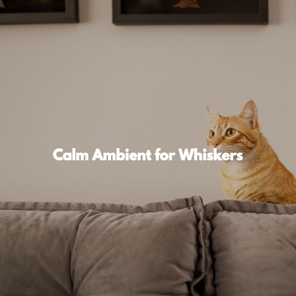 Calm Ambient for Whiskers - Album by Elevator Music Greats | Spotify