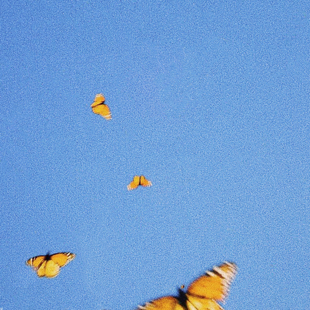 Butterflies cover art