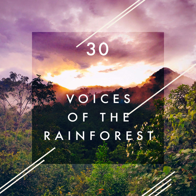 30Voices of The Rainforest - Album by The Rainforest Collective | Spotify