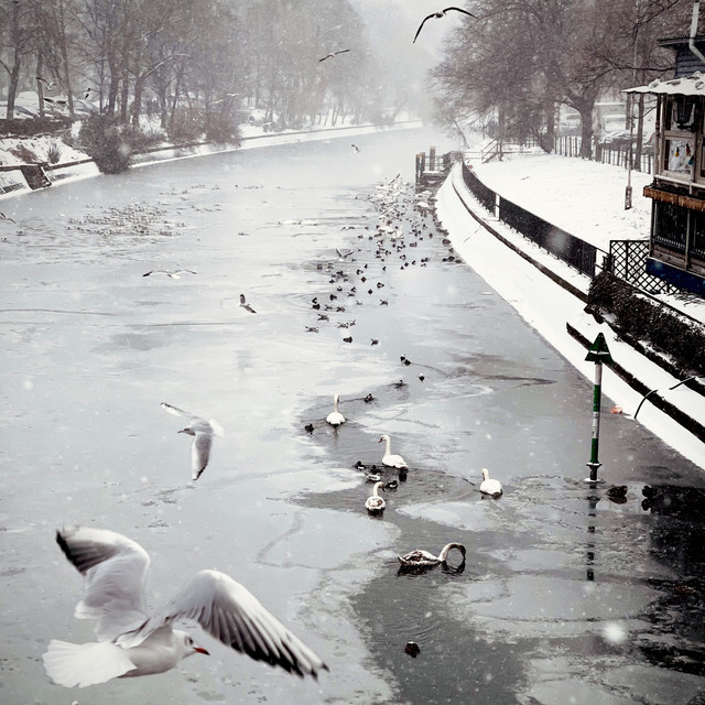 10 Days of Snow cover art