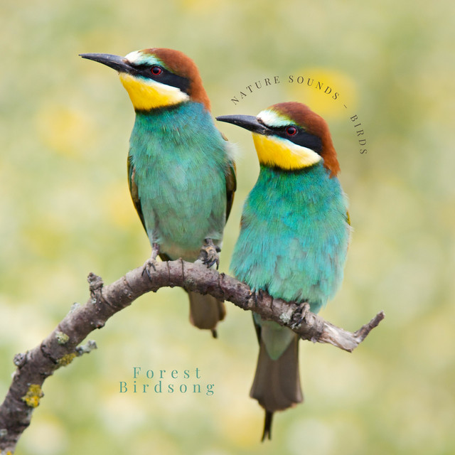 Nature Sounds – Birds cover art