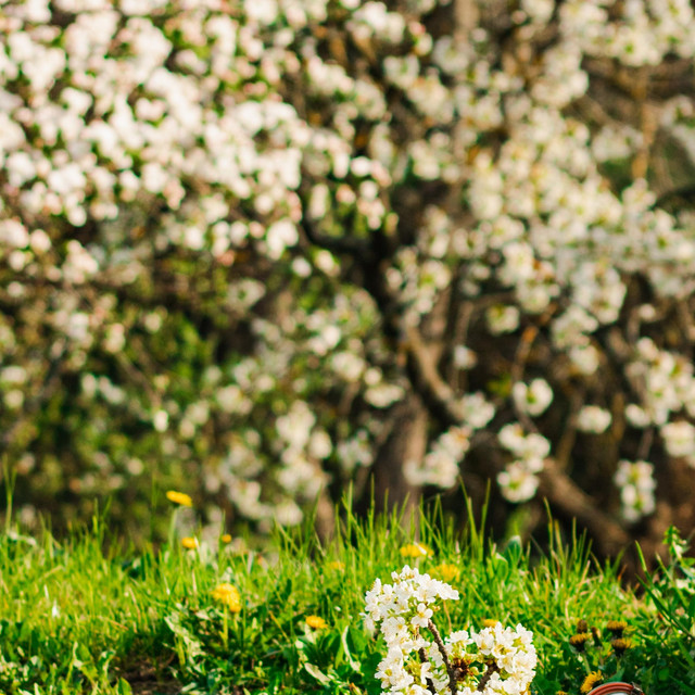 Garden cover art
