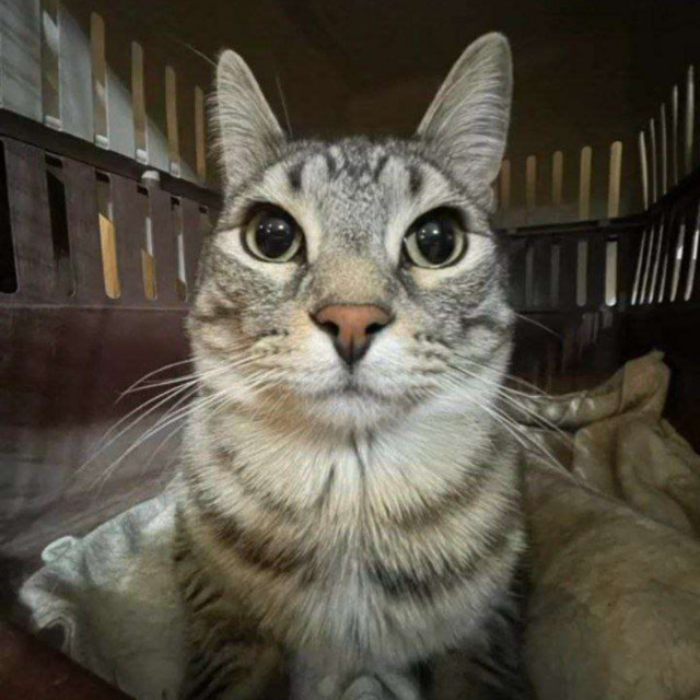 Palmtree Panic Slowed