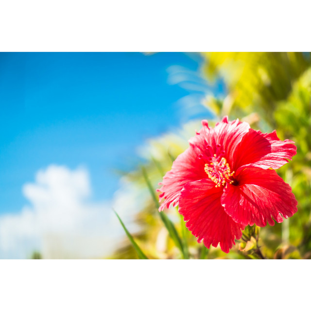 てぃんさぐぬ花 沖縄民謡 Single By 伊禮俊一 With Dj Sasa Spotify