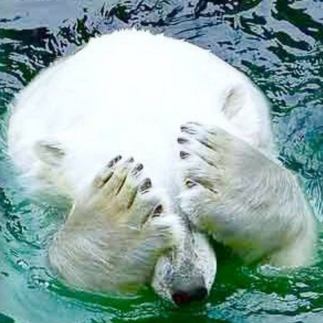 whittbear