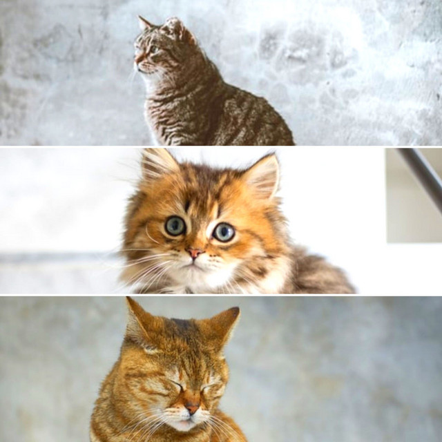 Music for Dreaming Cats (Sax Jazz) cover art