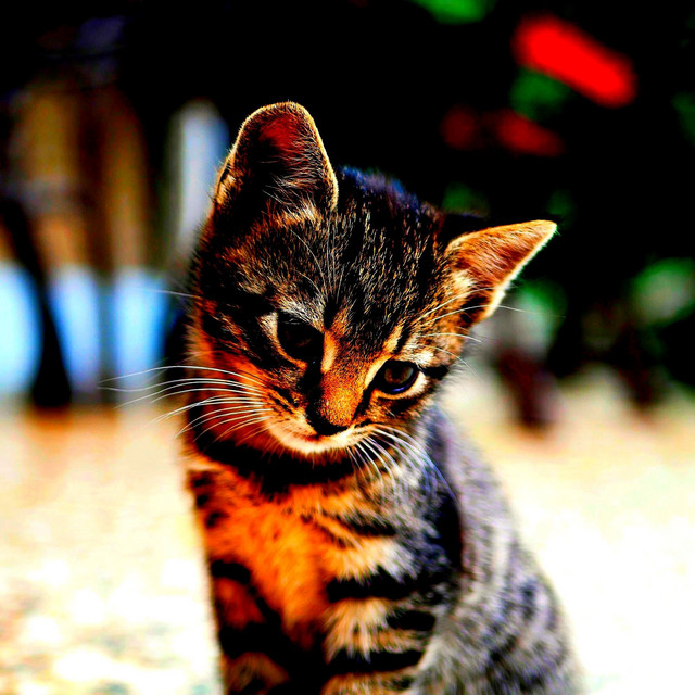 Background Music (Kittens) - Album by Calming Cat Music | Spotify