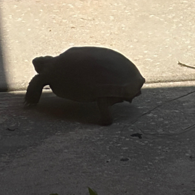 Absolute Tawmie