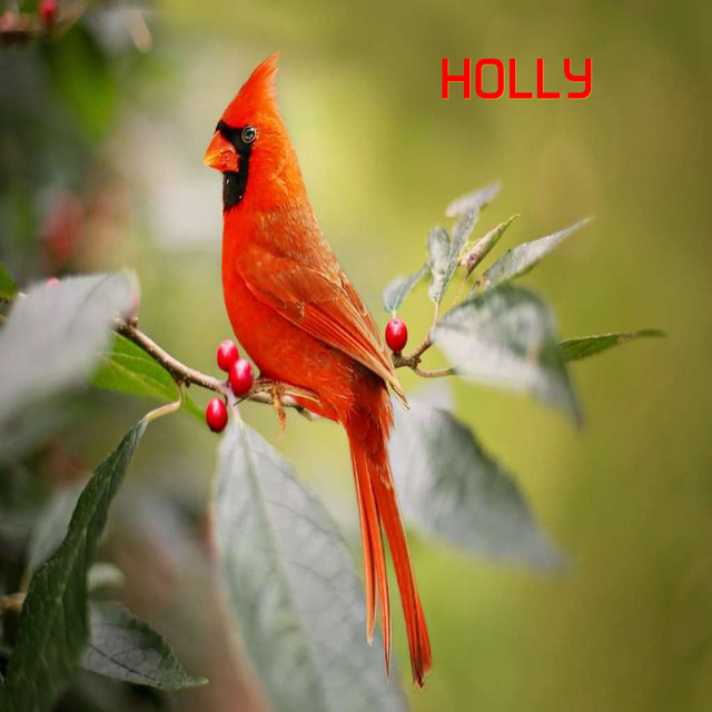 Holly cover art