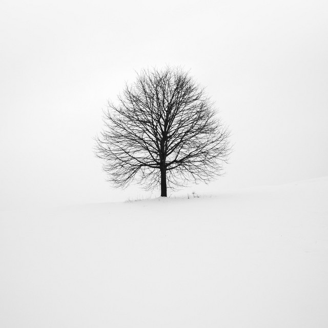Lost cover art