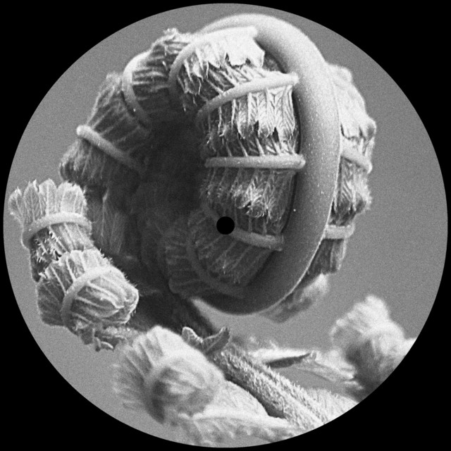 CQNZR. - Bloom
