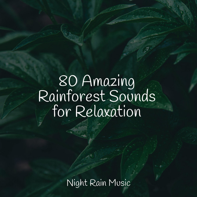 80 Amazing Rainforest Sounds for Relaxation - Album by Weather Factory ...