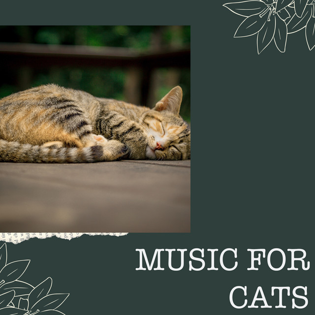 Music for Cats Project