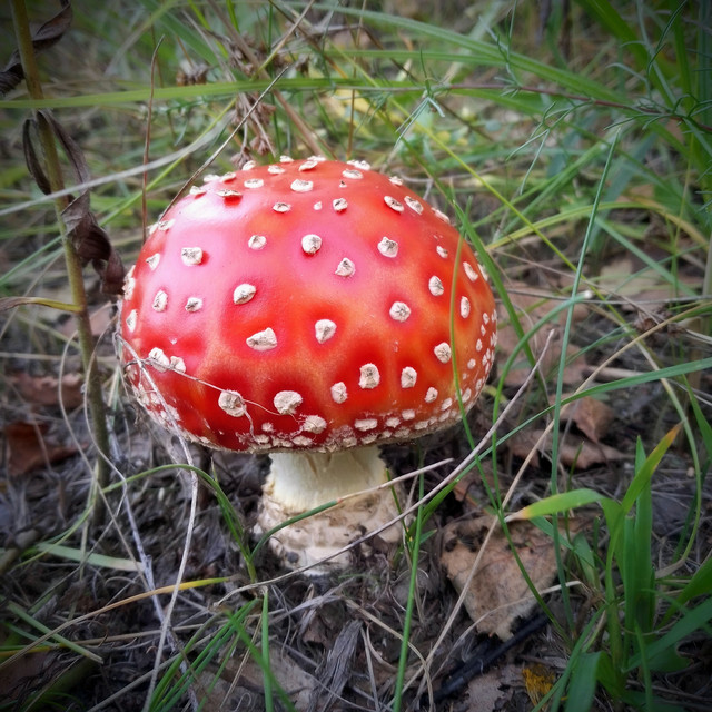 Обкладинка: Mushrooms — Taras Red