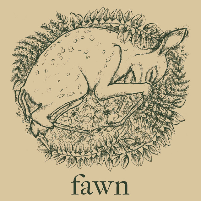 Fawn