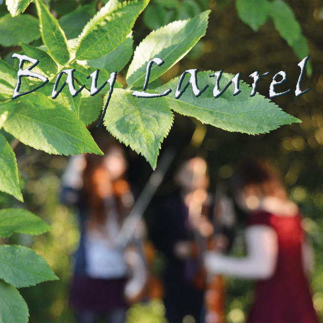 Bay Laurel Photo