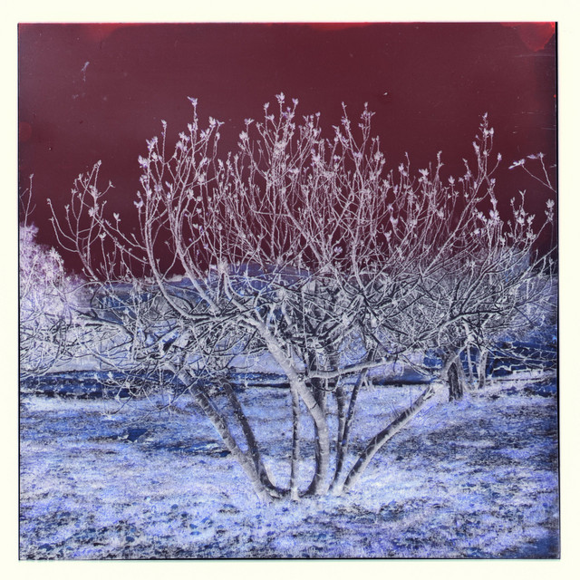 Fig cover art