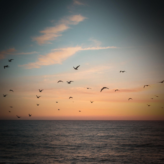Bird Singing Sound for Meditation album image
