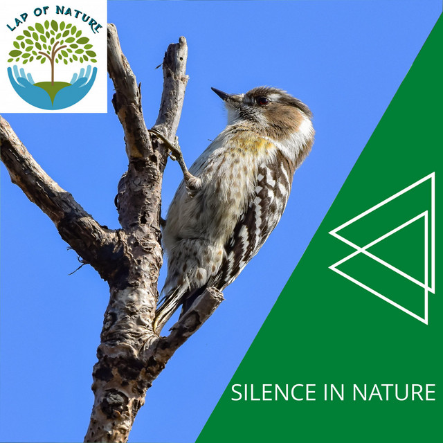 Birds in the Forest cover art
