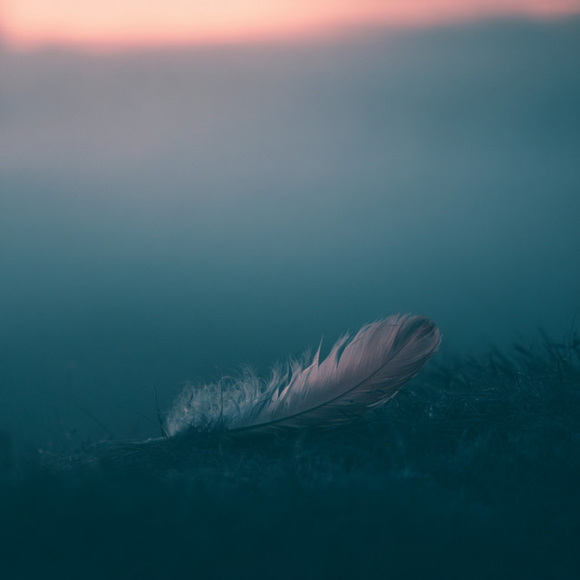 Feather and Fog