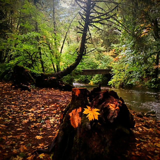 Tears Of Autumn (single)