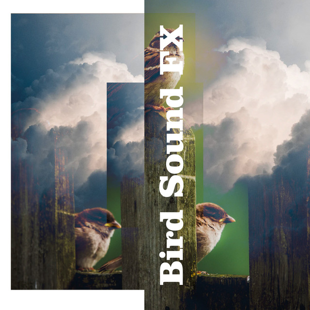 Bird Sound FX ! ! ! ! - Album by Bird Sounds | Spotify