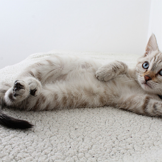 Ultimate Relaxation and Tension Relief For Cats - Album by Jazz Music ...