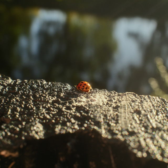 walk album image