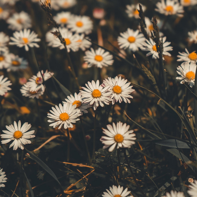Flores cover art