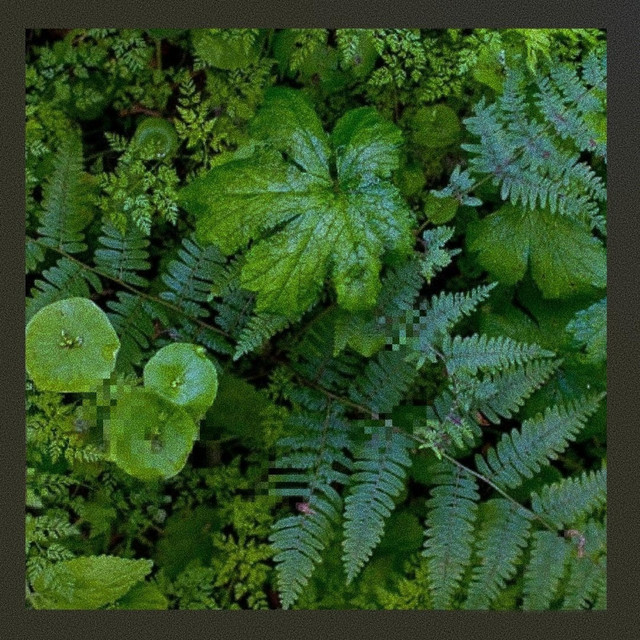 Bamboo cover art