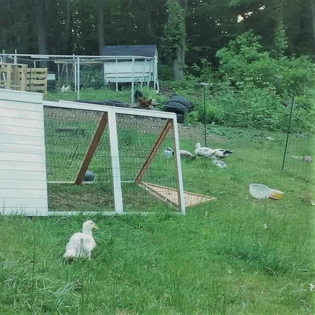 The Duck House cover art
