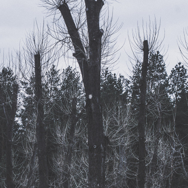 Cover art: Verdant — Mntlsrrw