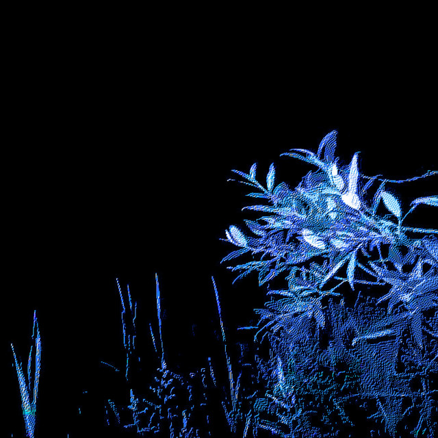 the lustrous garden
