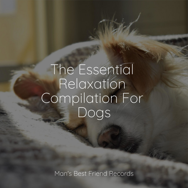 Meditation Focus and Healing For Dogs cover art
