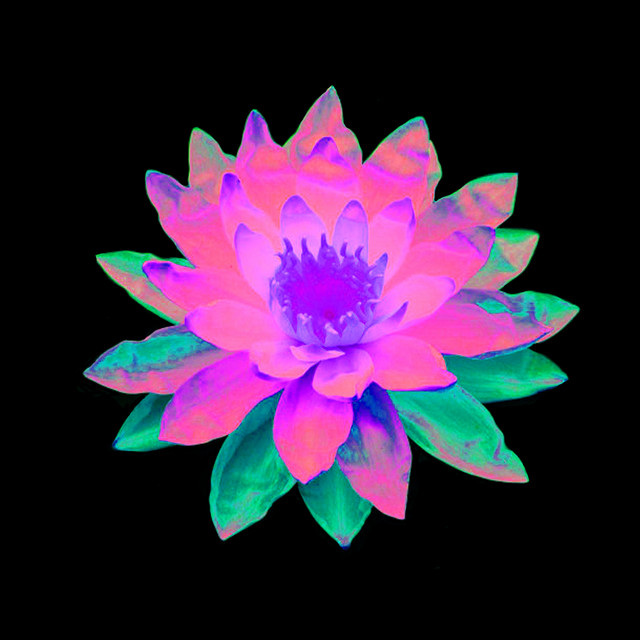 Lotø cover art