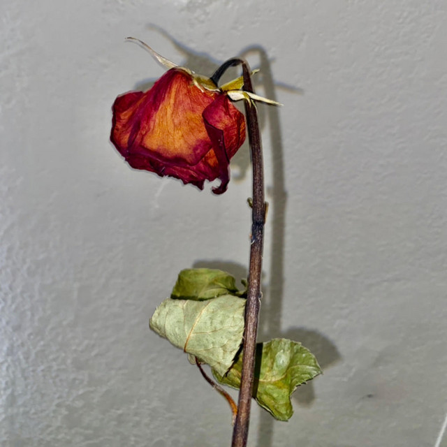 Blonde cover art