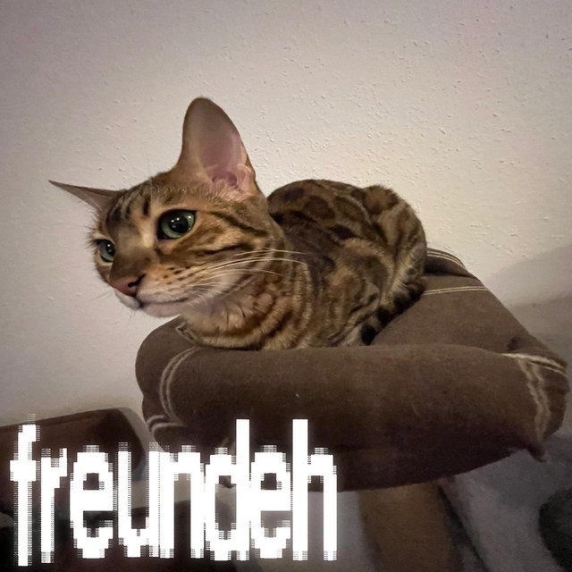 freundeh cover art