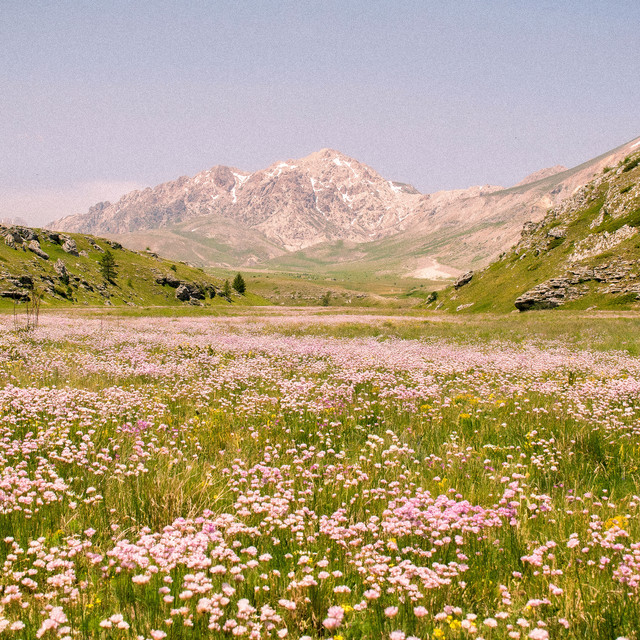 Meadow