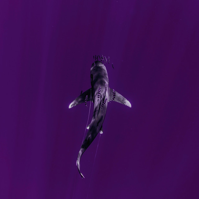 SharkWeek cover art