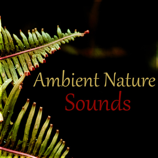 Ambient Nature Sounds – Ocean Waves & Pure Nature Sounds, Water & Rain ...