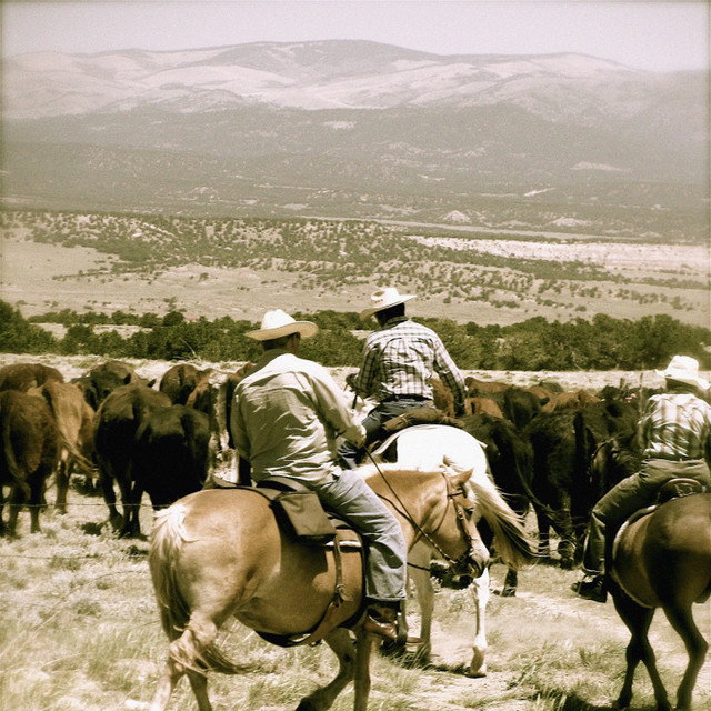Panorama cover art