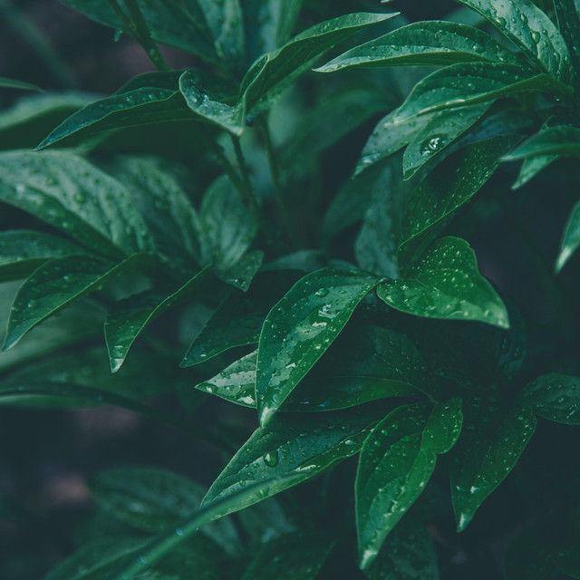 Tropical Rainforest Sounds | Deep Rainstorm Vibes cover art