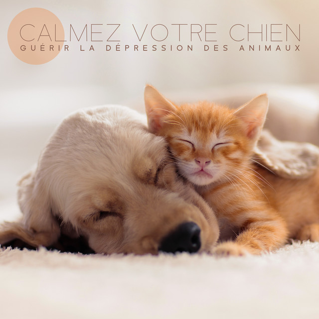 Calmez Votre Chien Guerir La Depression Des Animaux Animaux Sophrologie Calmez Votre Chat Sante Et Aptitude Pour Les Animaux Musique De Sommeil Pour Chiots Animaux Heureux Album By Zen Ambiance D Eau