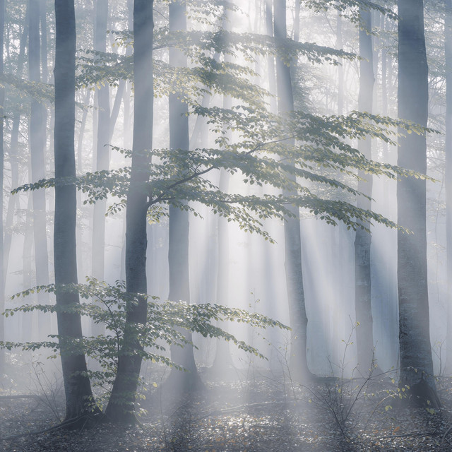 Echoes of Emptiness IV