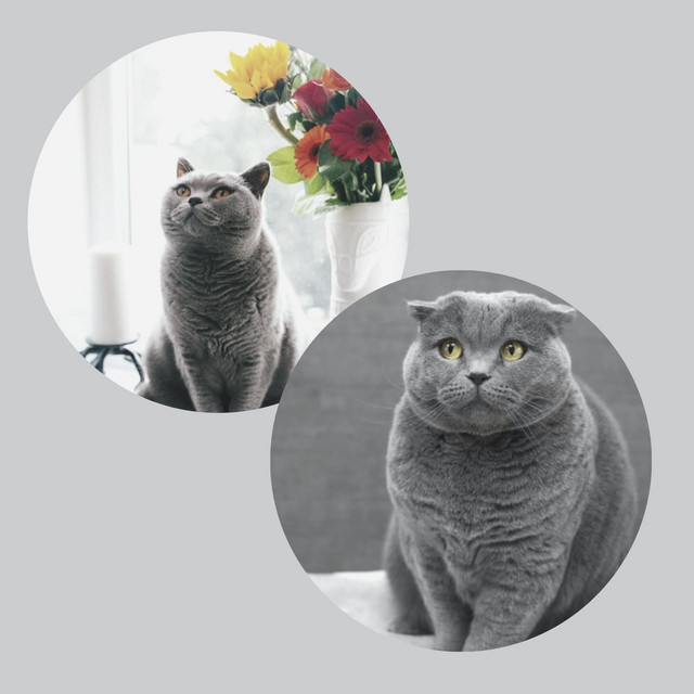 Feelings for Sleepy Cat cover art