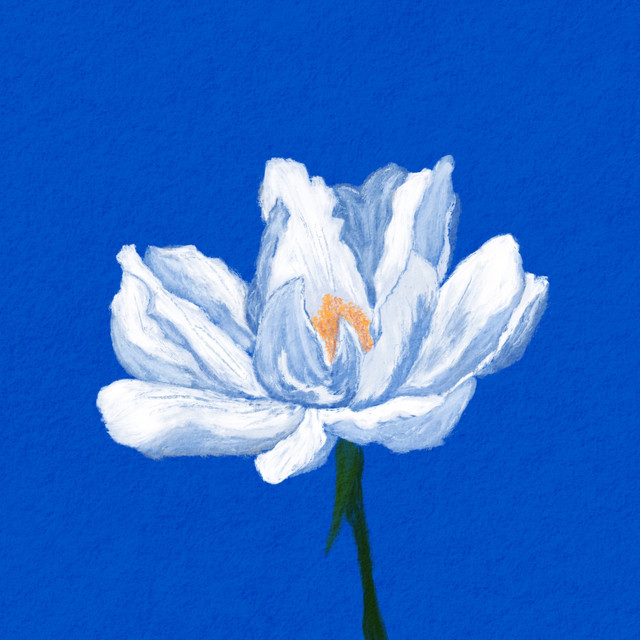 Light cover art