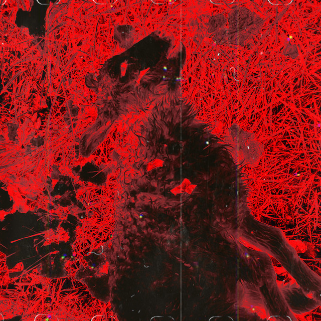 Sheep cover art