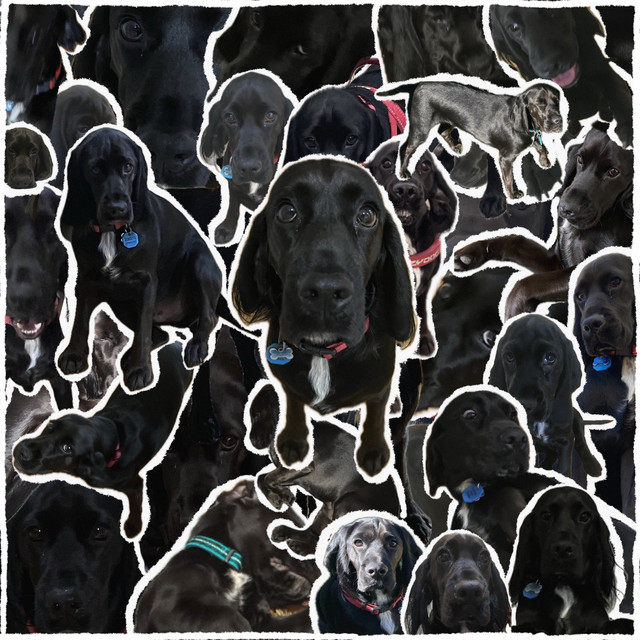 Monty cover