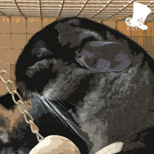 Chinchilla cover